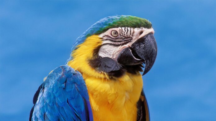macaw.jpg
