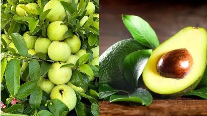 Guava-and-Avocado.jpg